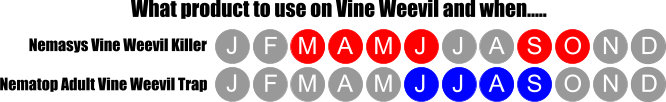 When to apply Vine Weevil Nematodes When to apply Vine Weevil Nematodes